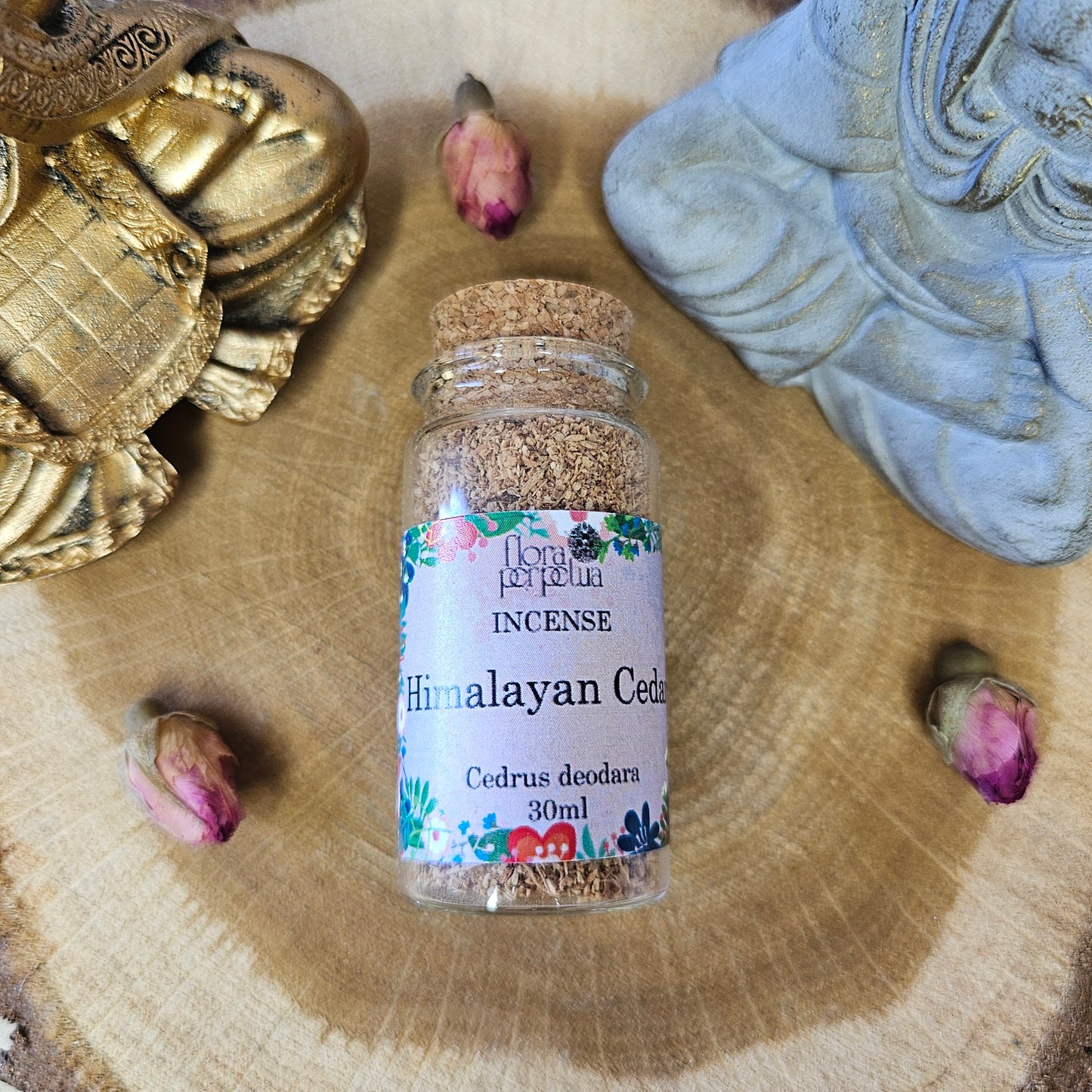 Cèdre de l’Himalaya - Flora Perpetua