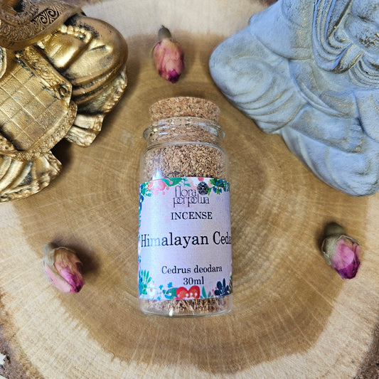 Cèdre de l’Himalaya - Flora Perpetua