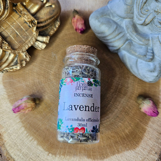 Lavande - Flora Perpetua