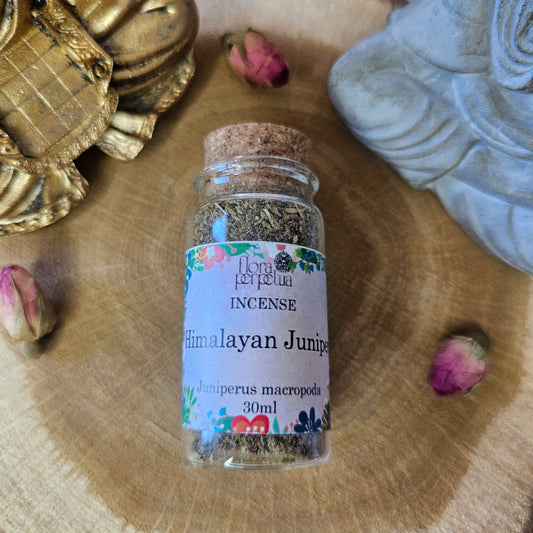 Genévrier de l'Himalaya - Flora Perpetua